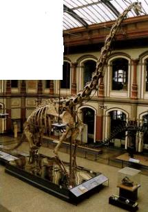 Скелет брахиозавра