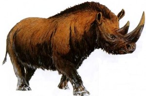 Шерстистый носорог