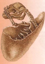 Скелет детеныша майазавра