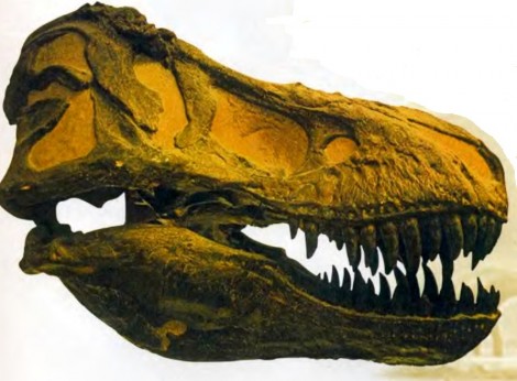 Зубы тираннозавра