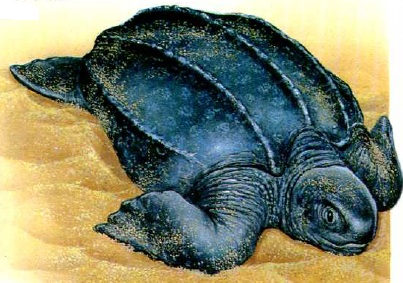 Морская кожистая черепаха