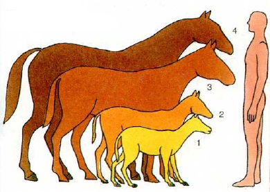 Эволюция лошадиных размеров