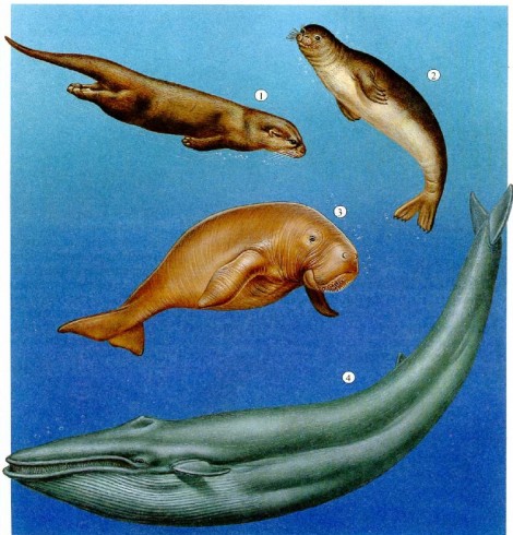 Морские животные на грани вымирания