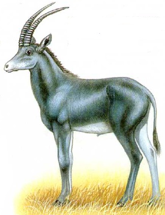 Голубая лошадиная антилопа