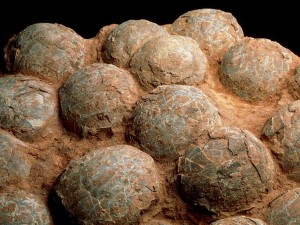 Обнаружена одна из древнейших кладок яиц