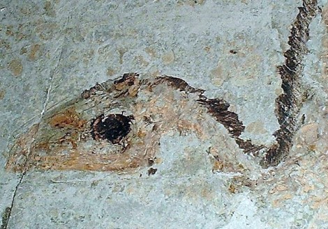 Мелкие перья на неподвижном отпечатке Синозавроптерикса первого стала точкой отсчета новой истории динозавров ... 