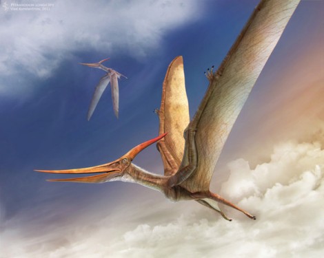 Птеранодон - самый распространенный птерозавры позднего мела Северной Америки