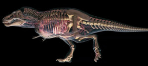 Системы органов динозавров