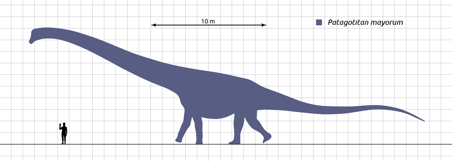 Каким был самый большой динозавр в мире? – Динозавры, эволюция