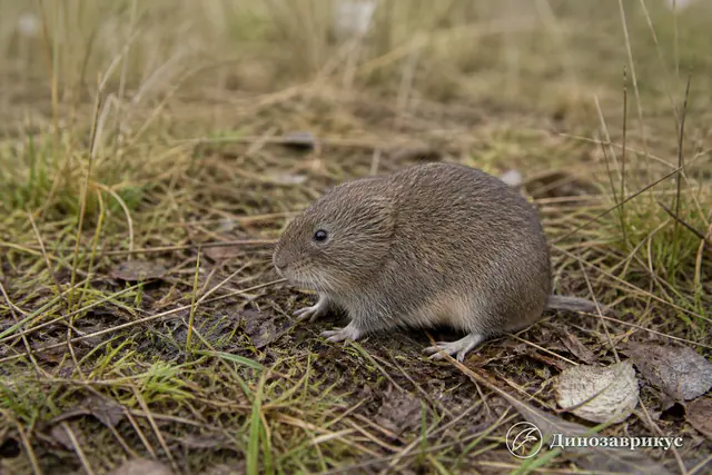 Консервативная реконструкция полёвки Allophaiomys на лугу раннего плейстоцена