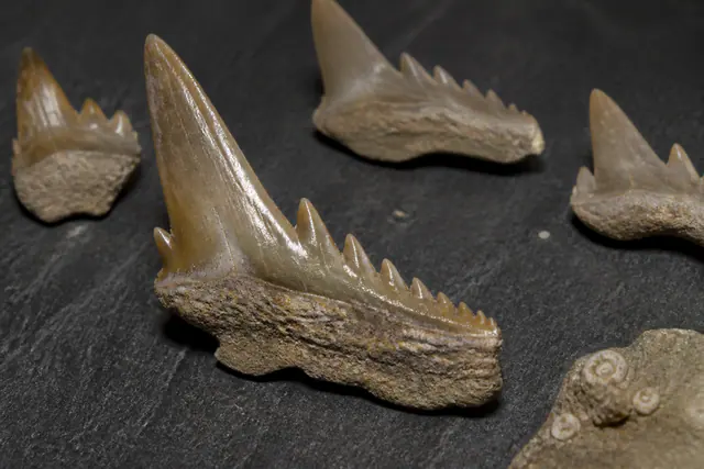 Ископаемые многовершинные зубы акулы Gladioserratus