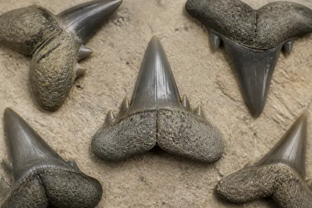 Ископаемые зубы акулы Jaekelotodus с гладкой коронкой и боковыми зубчиками