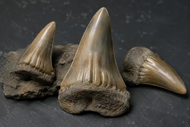 Ископаемые зубы акулы Megascyliorhinus с продольными складками у основания коронки