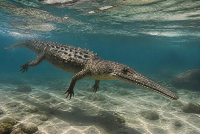 Научная реконструкция рода Mystriosaurus в среде его времени