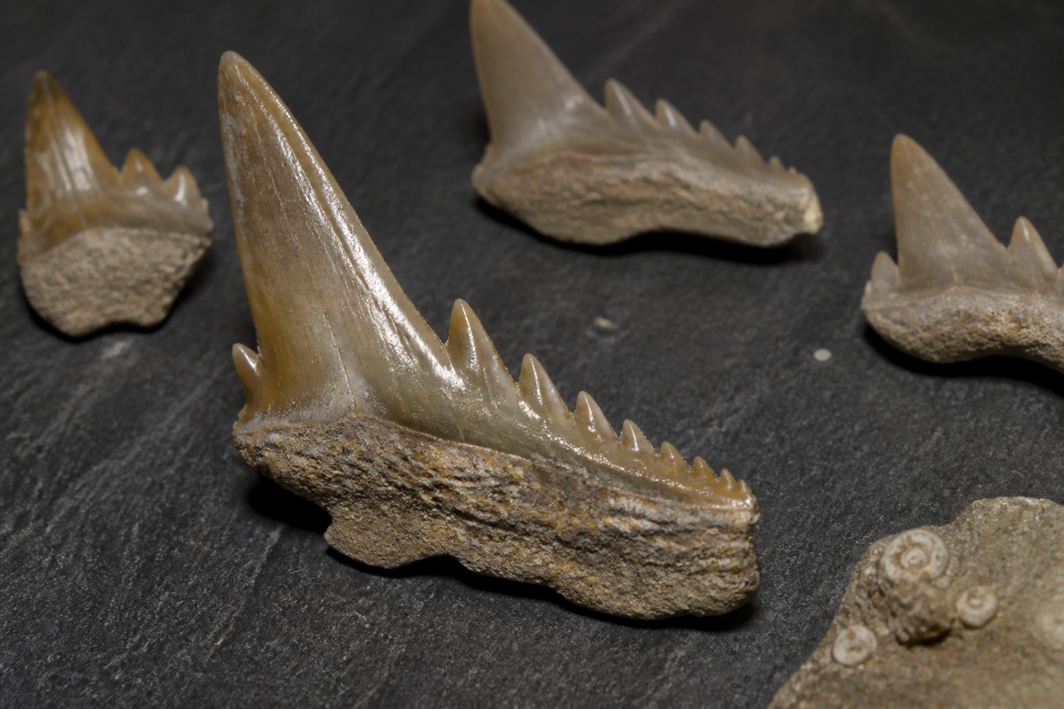 Ископаемые многовершинные зубы акулы Gladioserratus