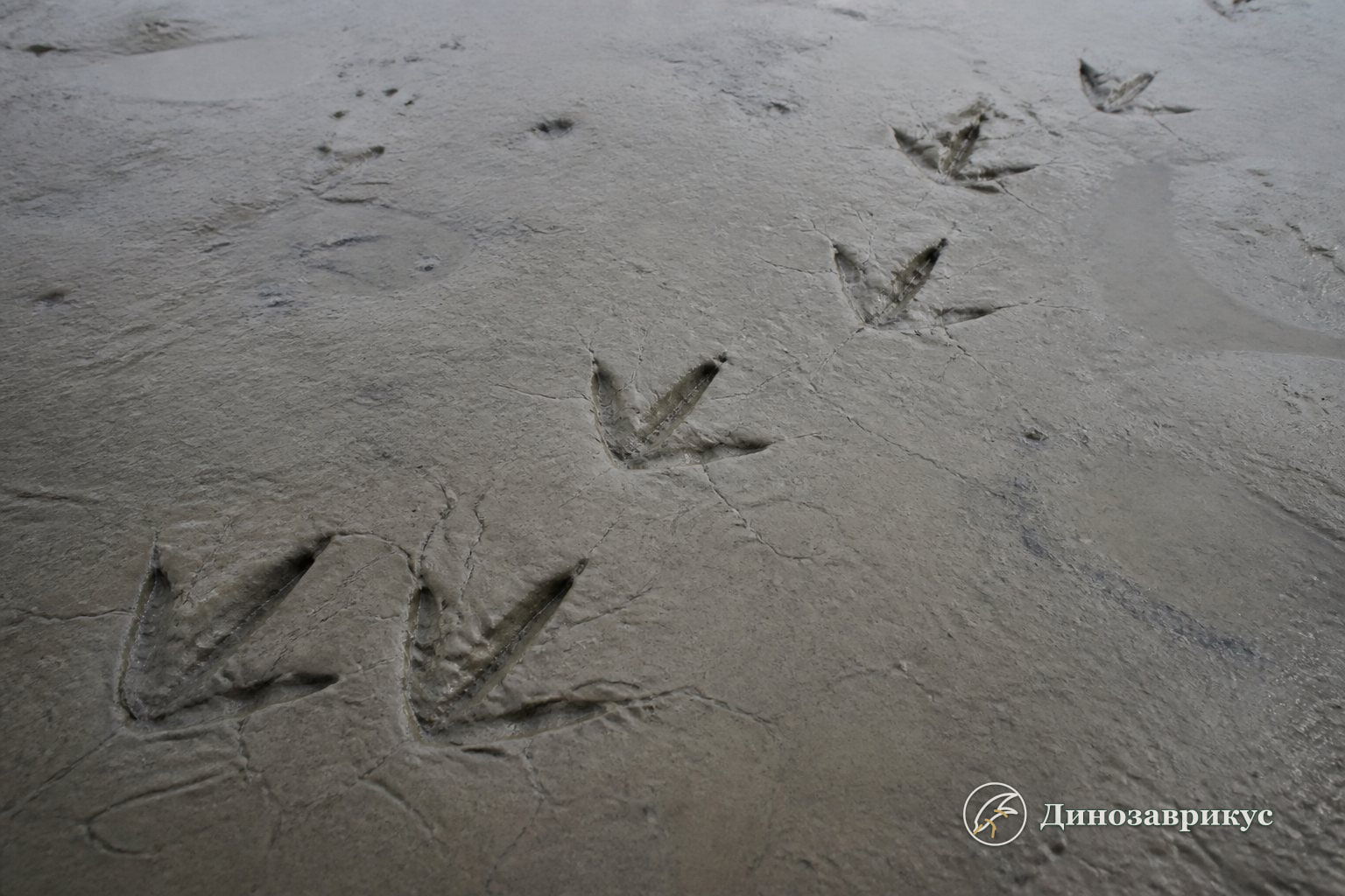 Современная реконструкция для статьи «Игноторнис: перепончатые птичьи следы мелового времени»