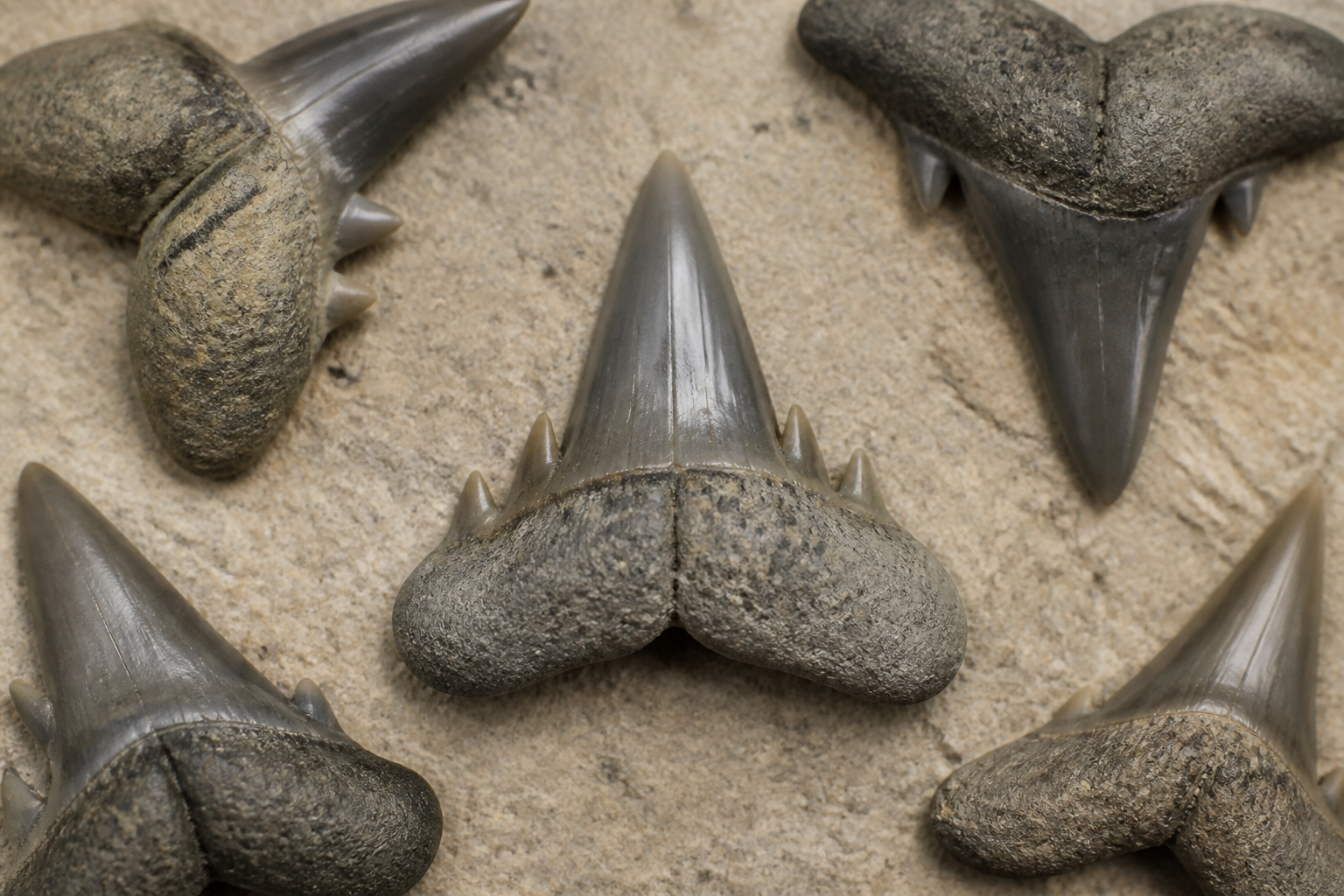 Ископаемые зубы акулы Jaekelotodus с гладкой коронкой и боковыми зубчиками