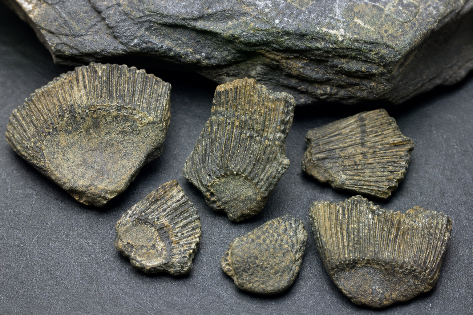 Увеличенные ископаемые чешуи Nostolepis разной формы