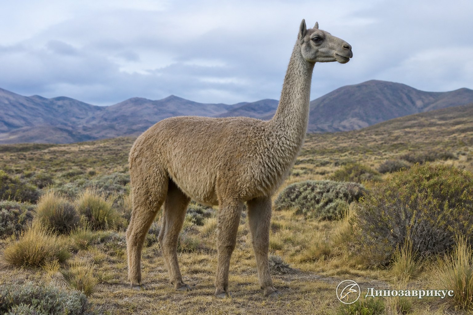 Реконструкция крупного верблюдового Palaeolama в открытом ландшафте Южной Америки