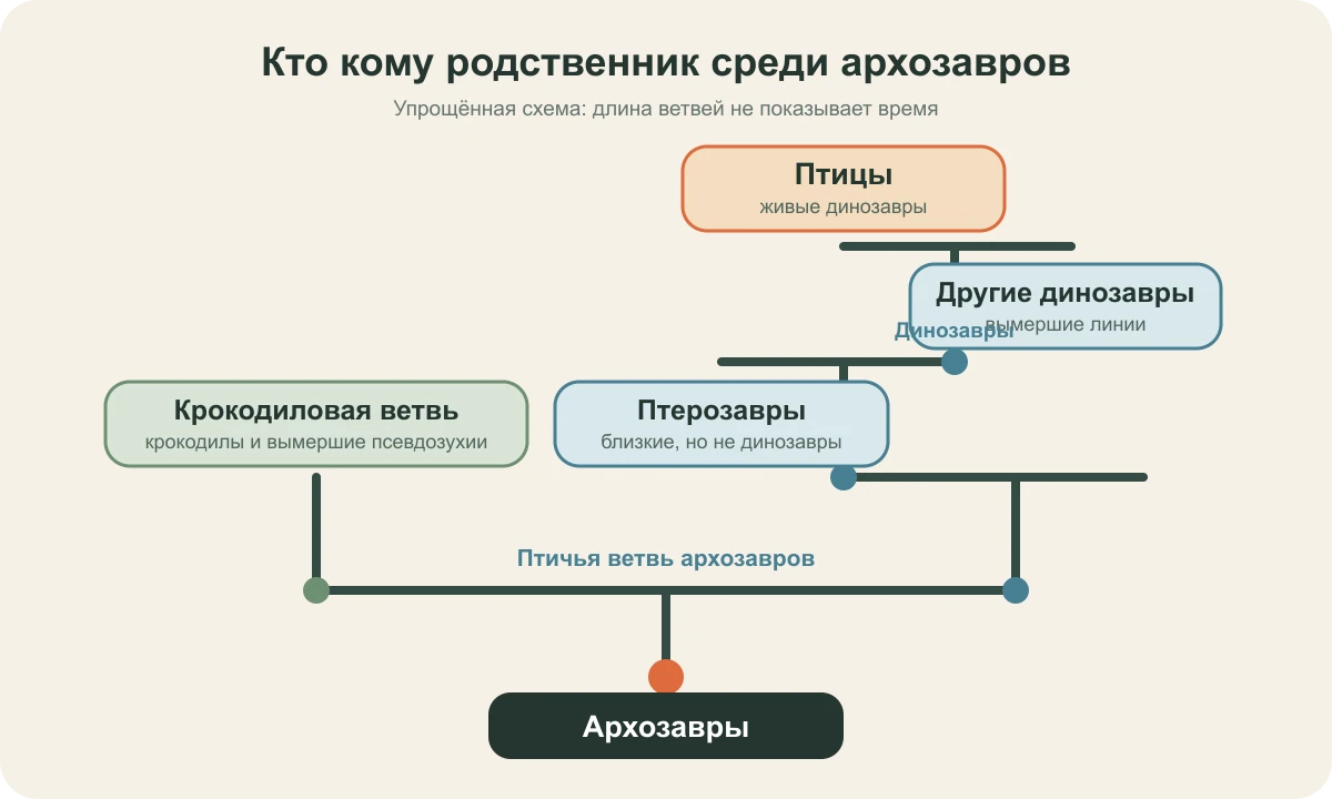 Схема родственных связей птиц, других динозавров, птерозавров и крокодиловой ветви