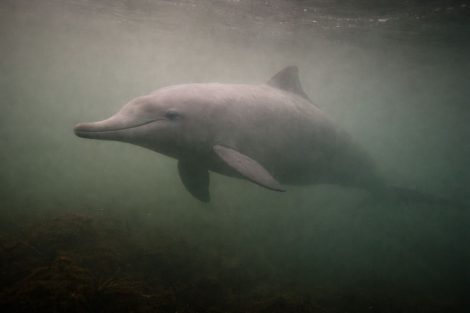 Китайский речной дельфин: первый сигнал глобального кризиса рек 
