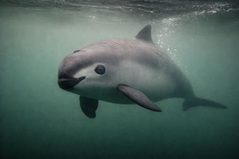 Вакита: самая редкая морская свинья на пороге исчезновения