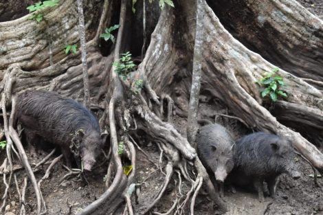 Андаманский кабан: исчезновение без свидетелей