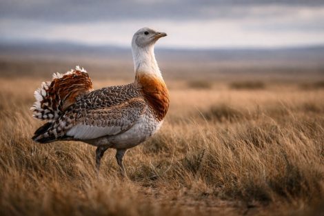 Большая дрофа: исчезновение короля степей