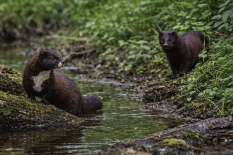 Европейская норка: проигравшая конкуренту