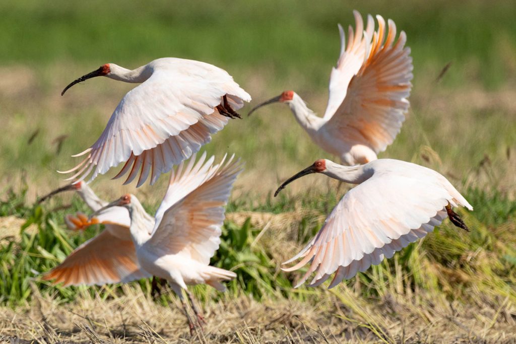 Японский ибис: возвращение, которое может не состояться