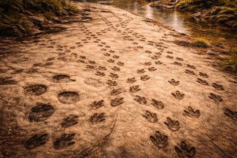 Следы на камне: как по тропам восстанавливают поведение динозавров