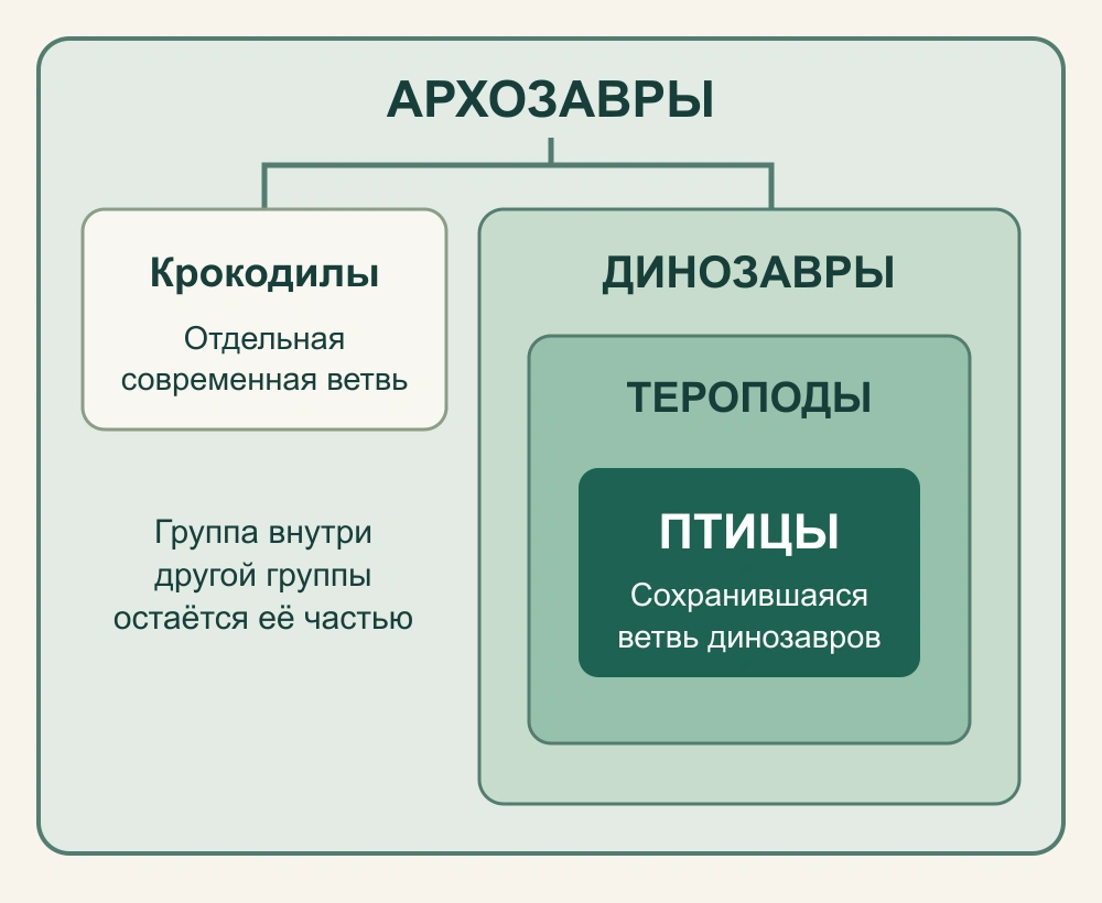 Схема вложенных групп: птицы внутри теропод и динозавров, крокодилы на отдельной ветви архозавров