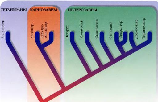 кладограмма